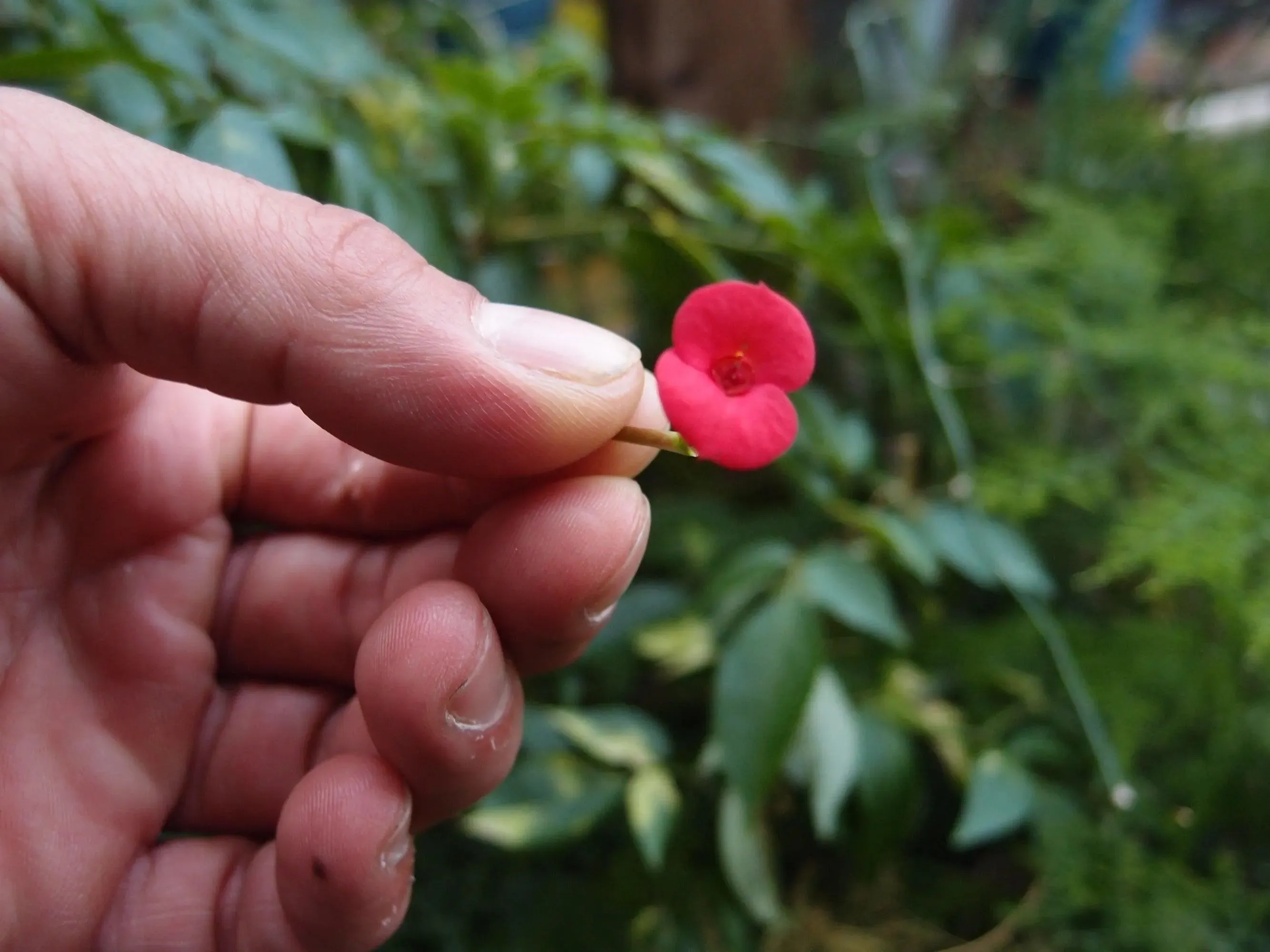 Poppy Brooch . Sterling silver heart brooch handmade with real flowers